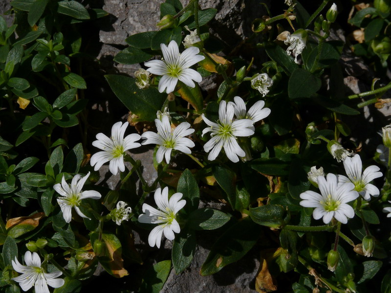 Cerastium carinthiacum / Cerastio della Carinzia